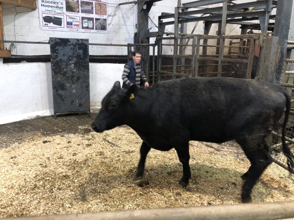 High demand for calves and bullocks at Carnaross Mart 29 IMG 9253