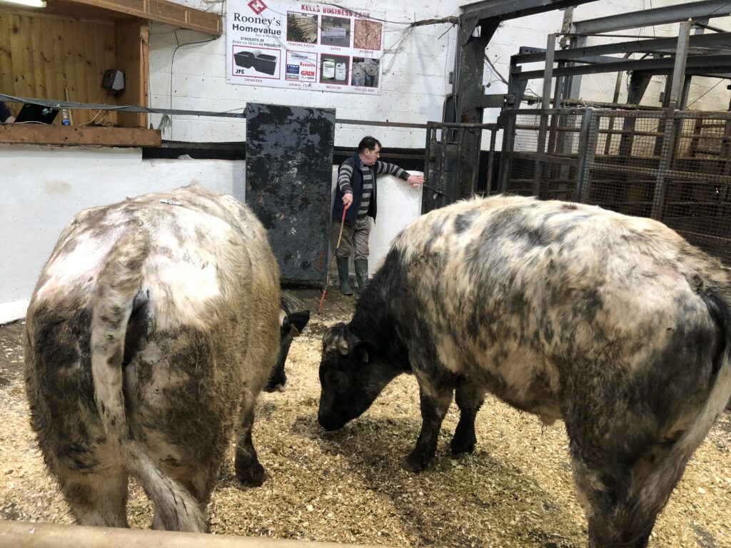 High demand for calves and bullocks at Carnaross Mart 30 IMG 9254