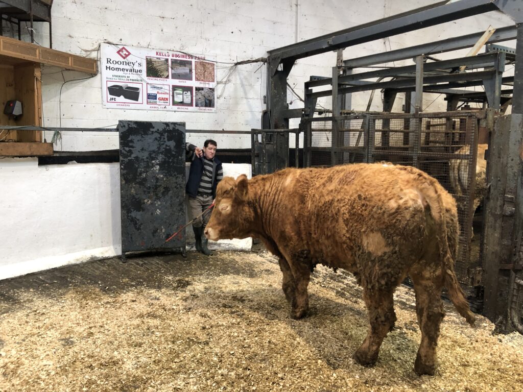 High demand for calves and bullocks at Carnaross Mart 34 IMG 9259