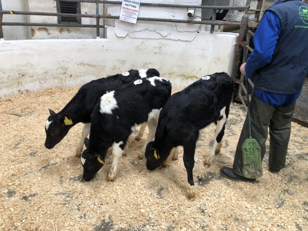 High demand for calves and bullocks at Carnaross Mart 28 IMG 9269