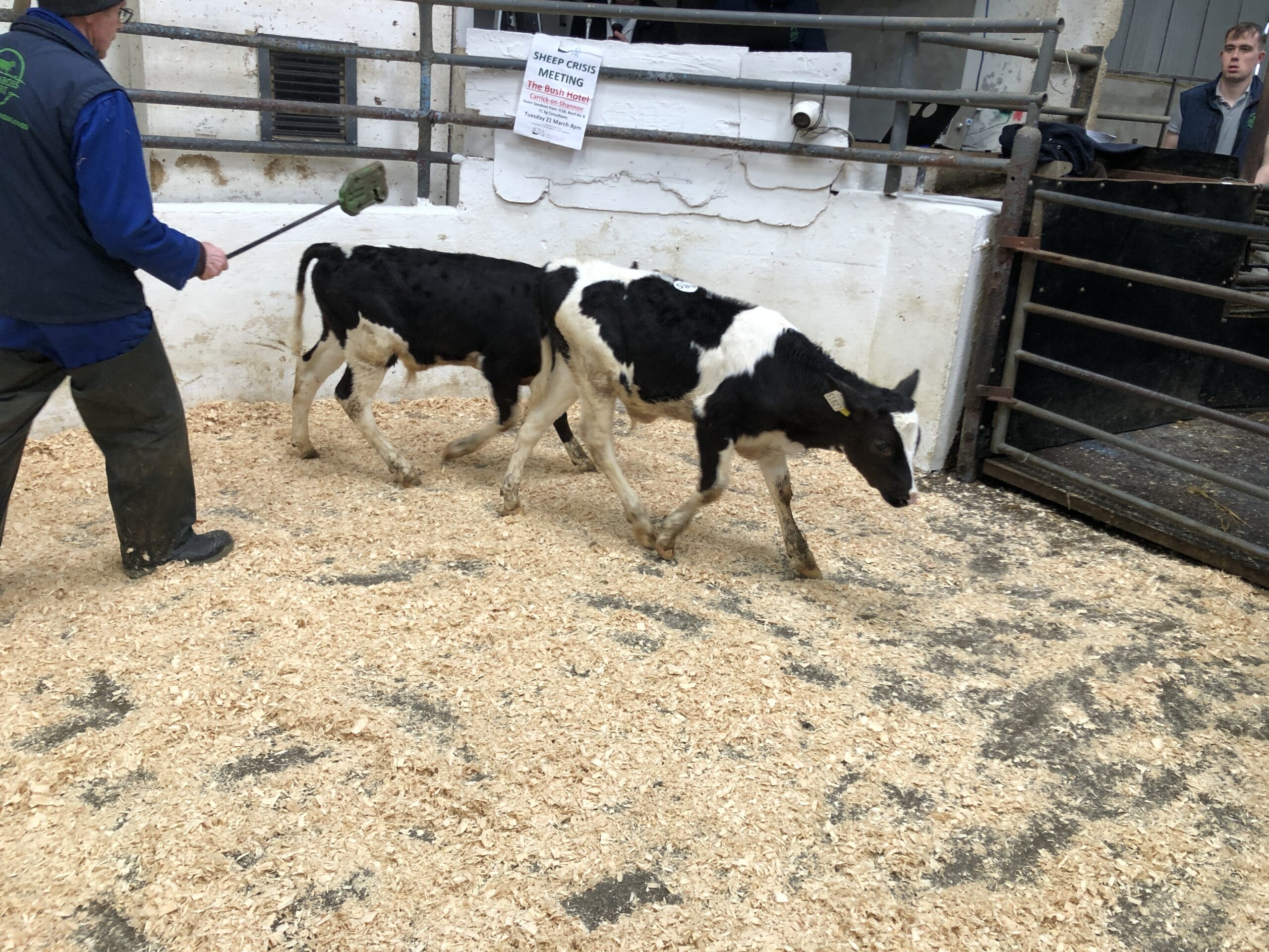 High demand for calves and bullocks at Carnaross Mart