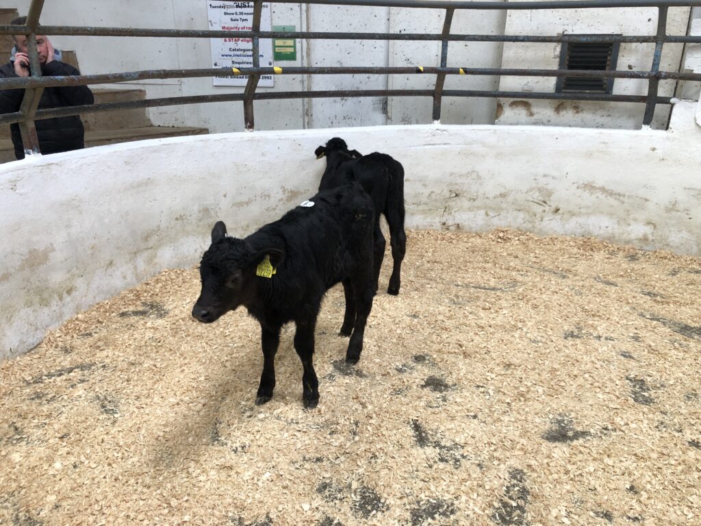 High demand for calves and bullocks at Carnaross Mart 27 IMG 9273