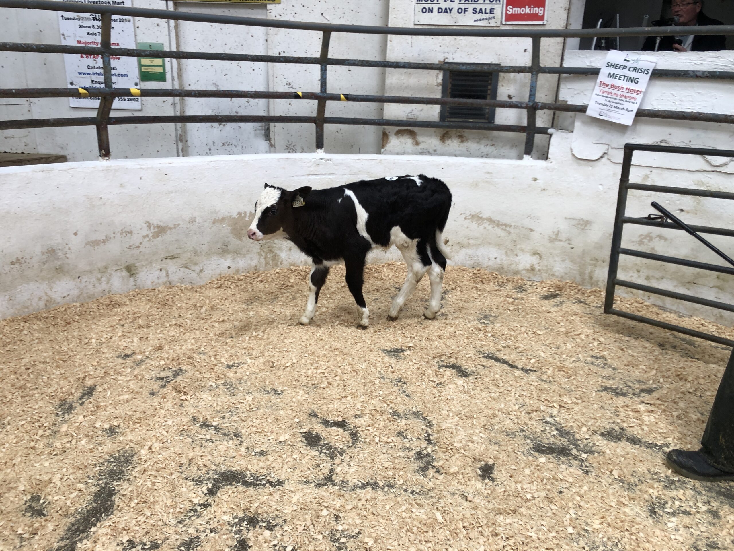 High demand for calves and bullocks at Carnaross Mart