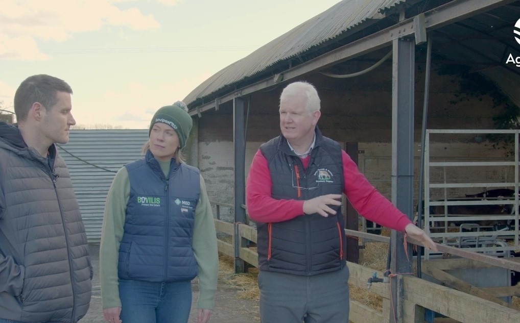 March Animal Health Series: How to tackle pneumonia in calves