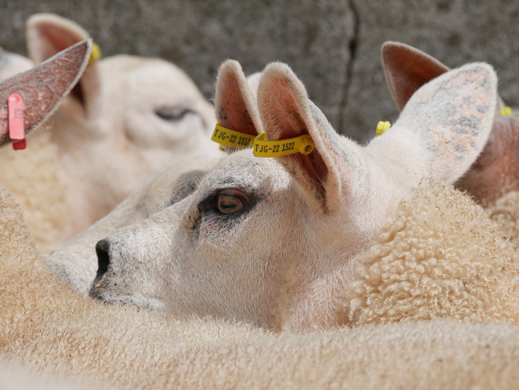 Longlasting and personalised tags for sheep farmers Agriland.ie