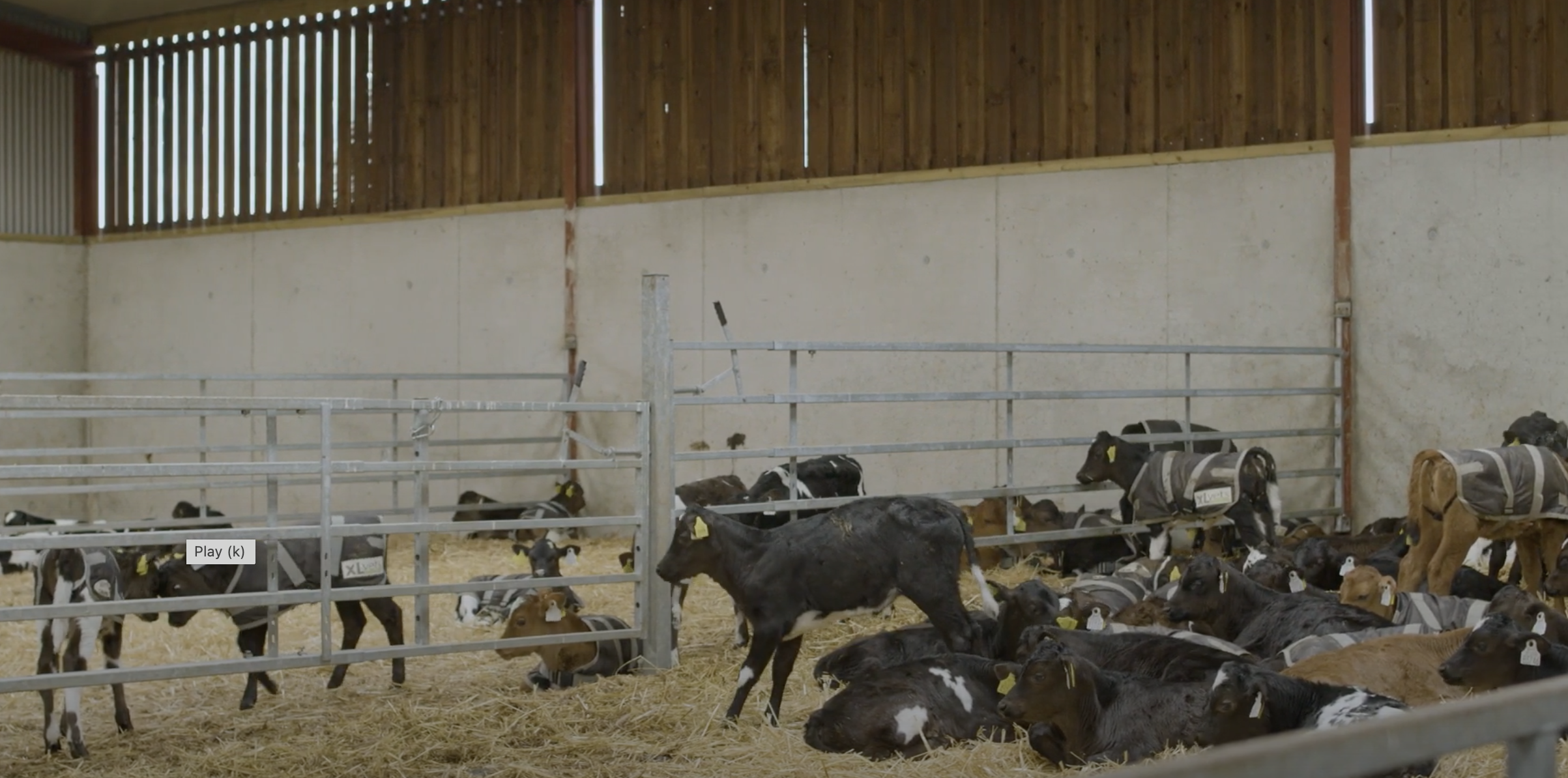 Breeding Series 2023: Using Continental sires on JEX cows