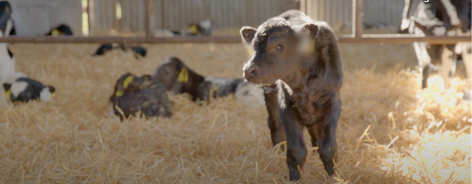 March Animal Health Series: Pneumonia, colostrum and vaccines