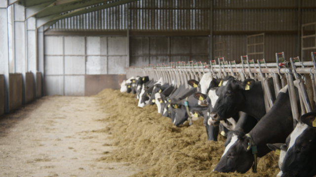Breeding Series 2023: Using sexed semen to increase components and fertility.