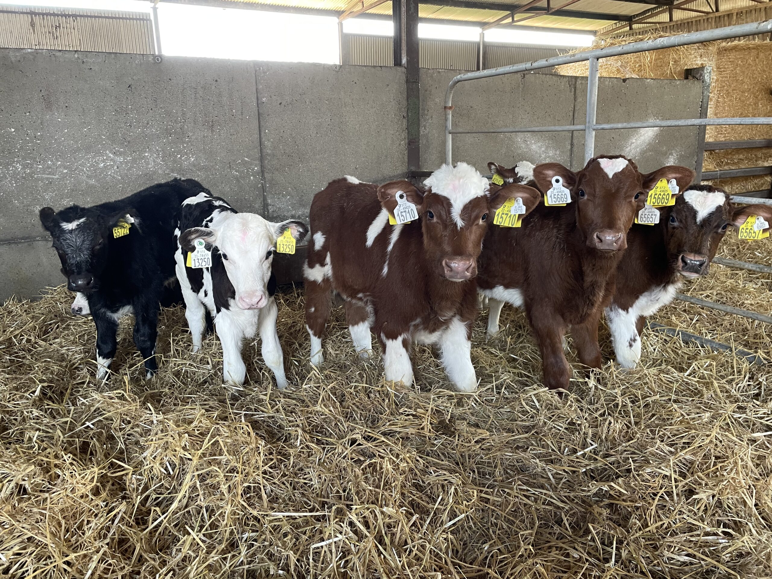 Calf registrations 78 of all calves born from dairy herds