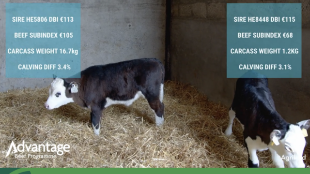 Getting free extra weight gain on dairy-beef cattle : Advantage Spring Dairy-Beef Series