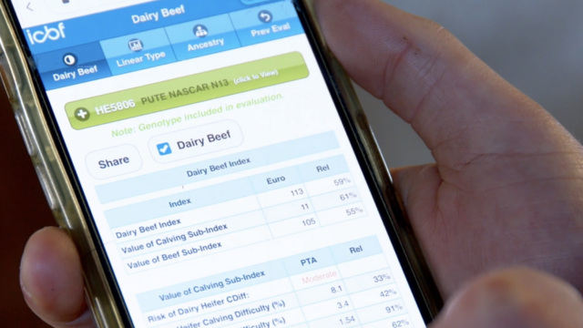 How to quickly search figures for an AI or stock bull : Advantage Spring Dairy-Beef Series