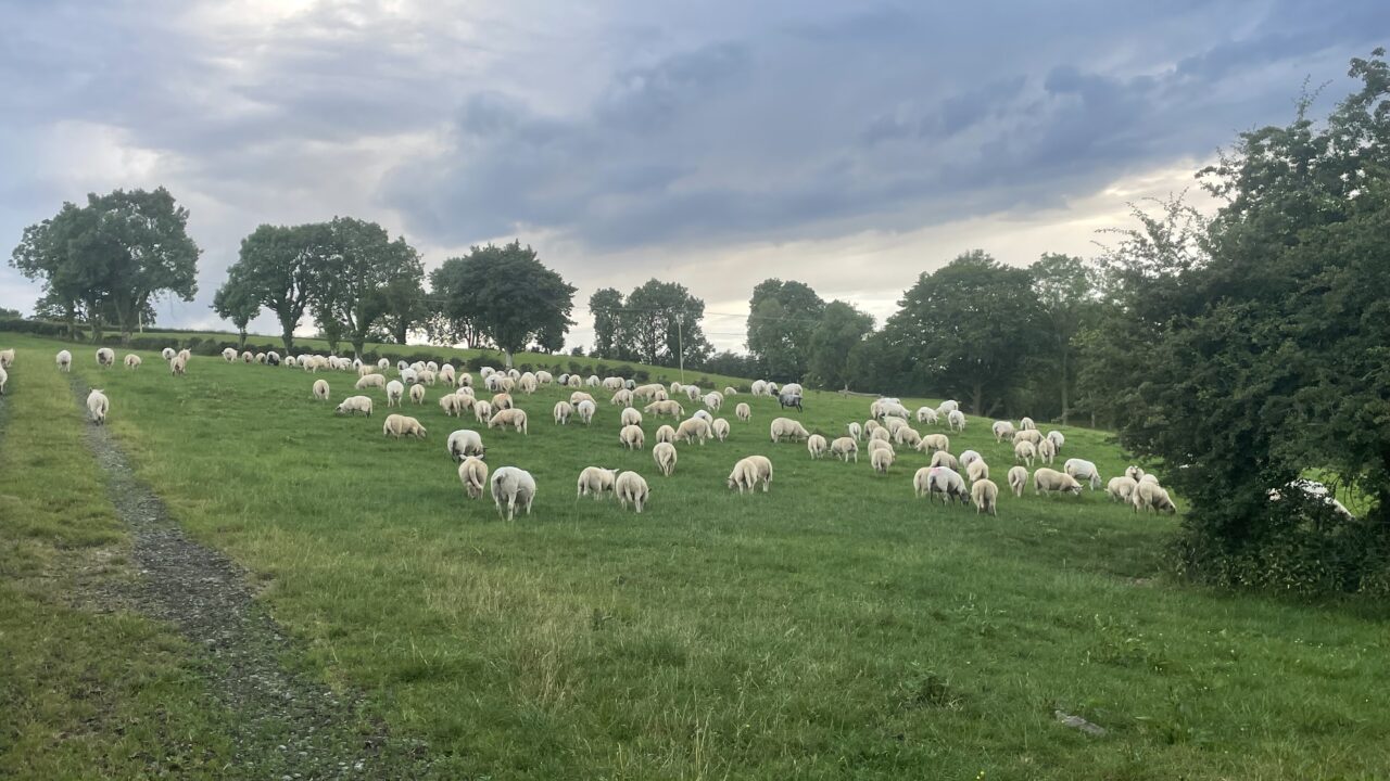 Heydon Opens New 22 Million National Sheep Welfare Scheme Agriland ie