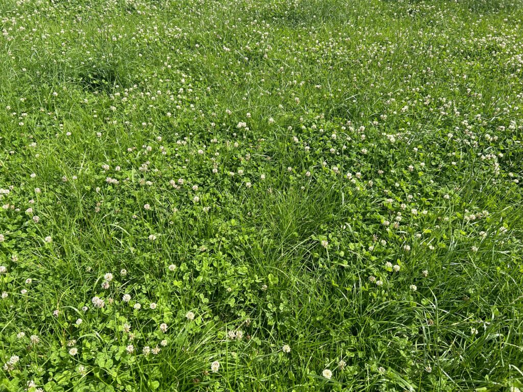 Lakeland Dairies farms 'in top 20% nationally' for soil fertility - Vimarsana News