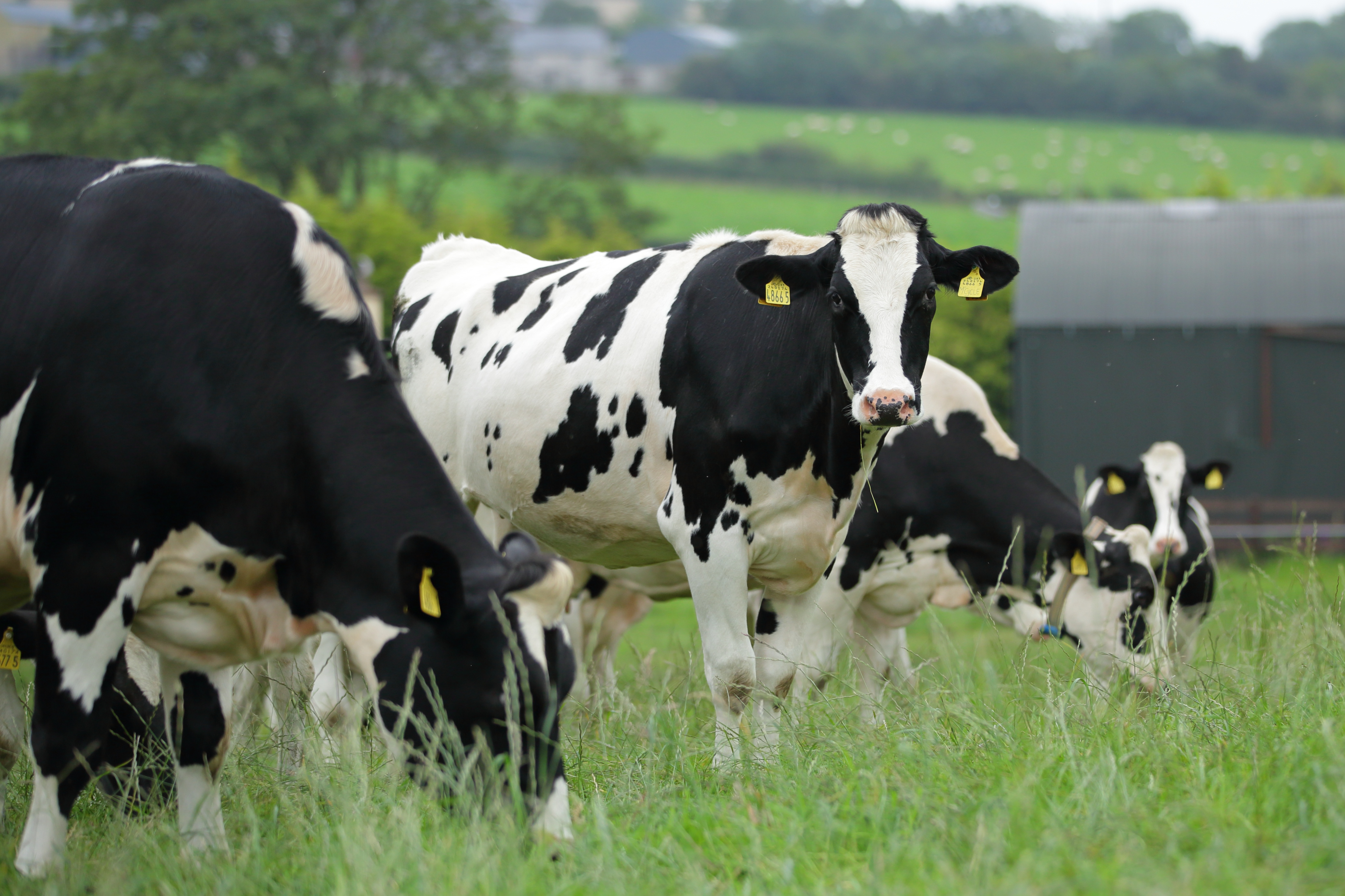 The roadmap Behind UK Dairy Sector s Environmental Sustainability 