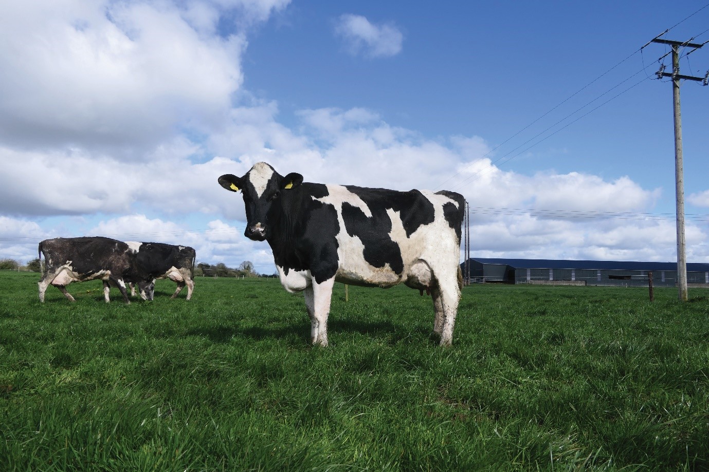 IHFA Farmer Focus Series Value and longevity in two wellknown herds