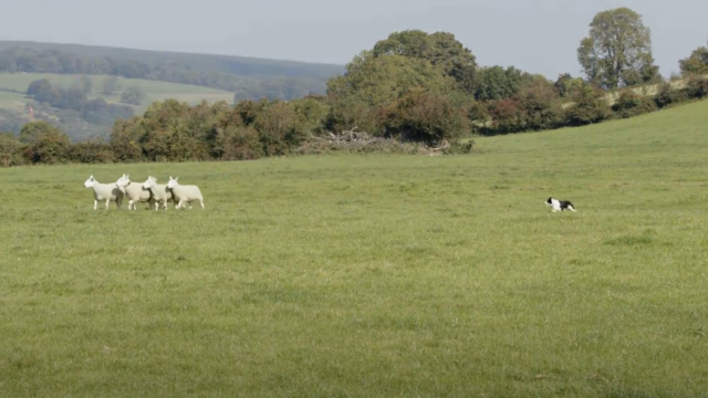 International sheep dog trials in Blessington Co. Wicklow