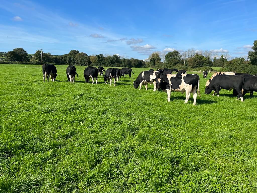 Dairy breeding for beef feeding: Planning for spring grass