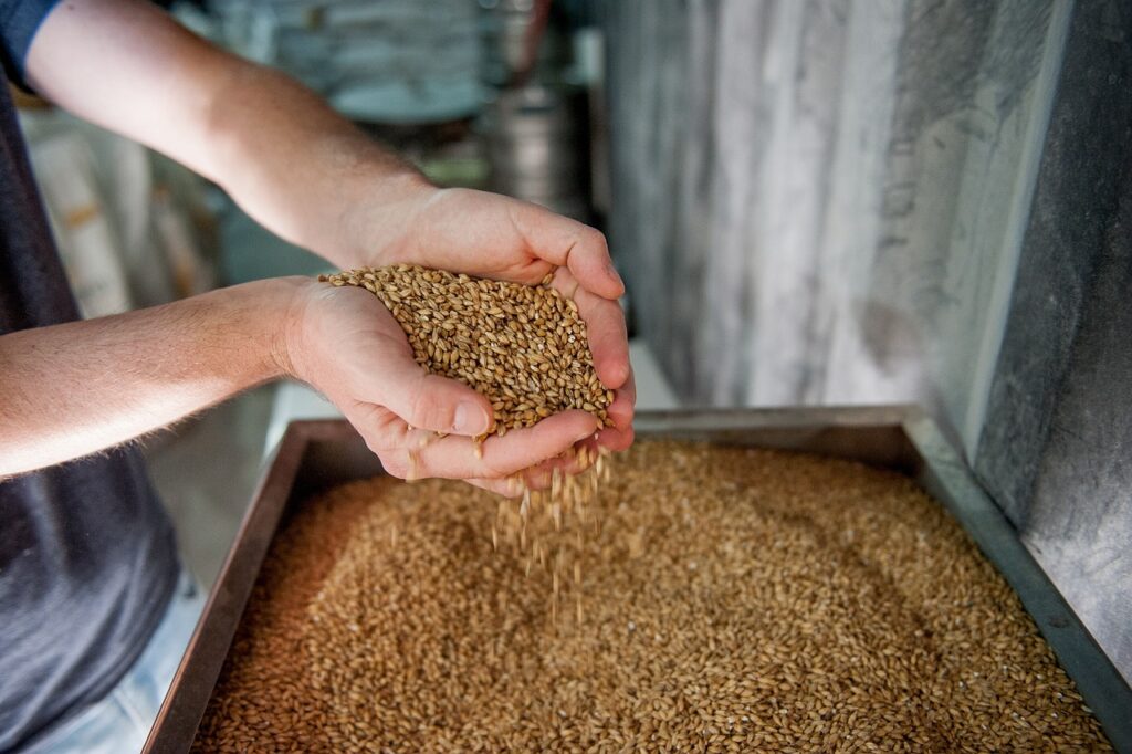 Malting barley