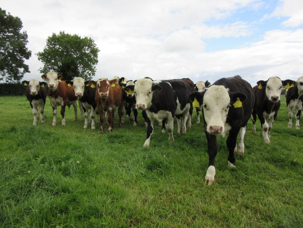 Autumn Beef Series: Maintaining calf performance at grass in autumn
