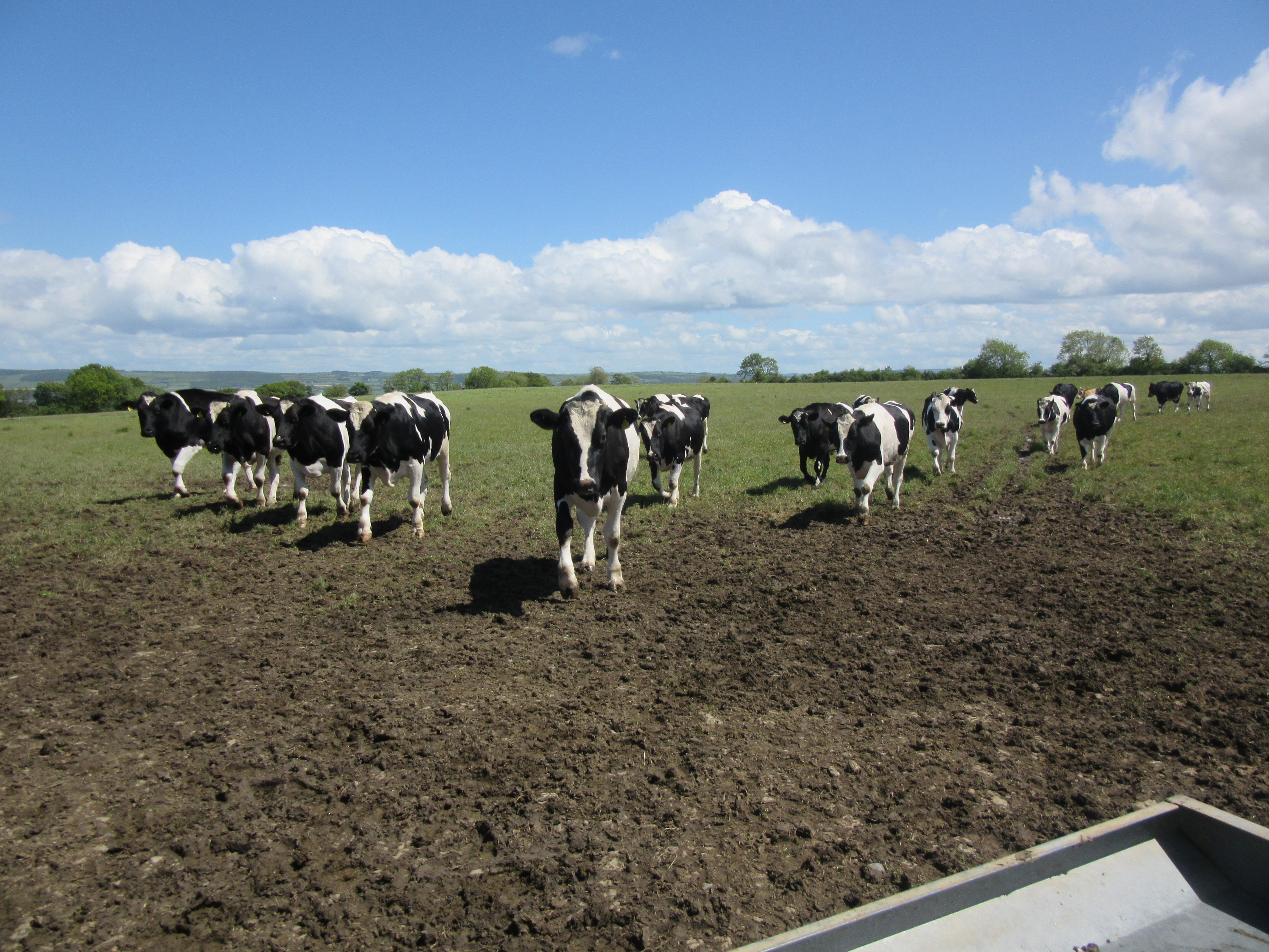 Autumn Beef Series: Is it better to finish off grass or house this year?