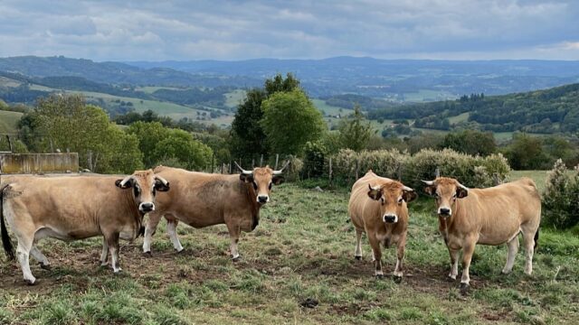 Breeding Aubrac cattle high up in the hills of France