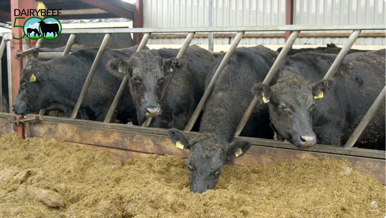 Video: How much meal should I feed cattle this winter?