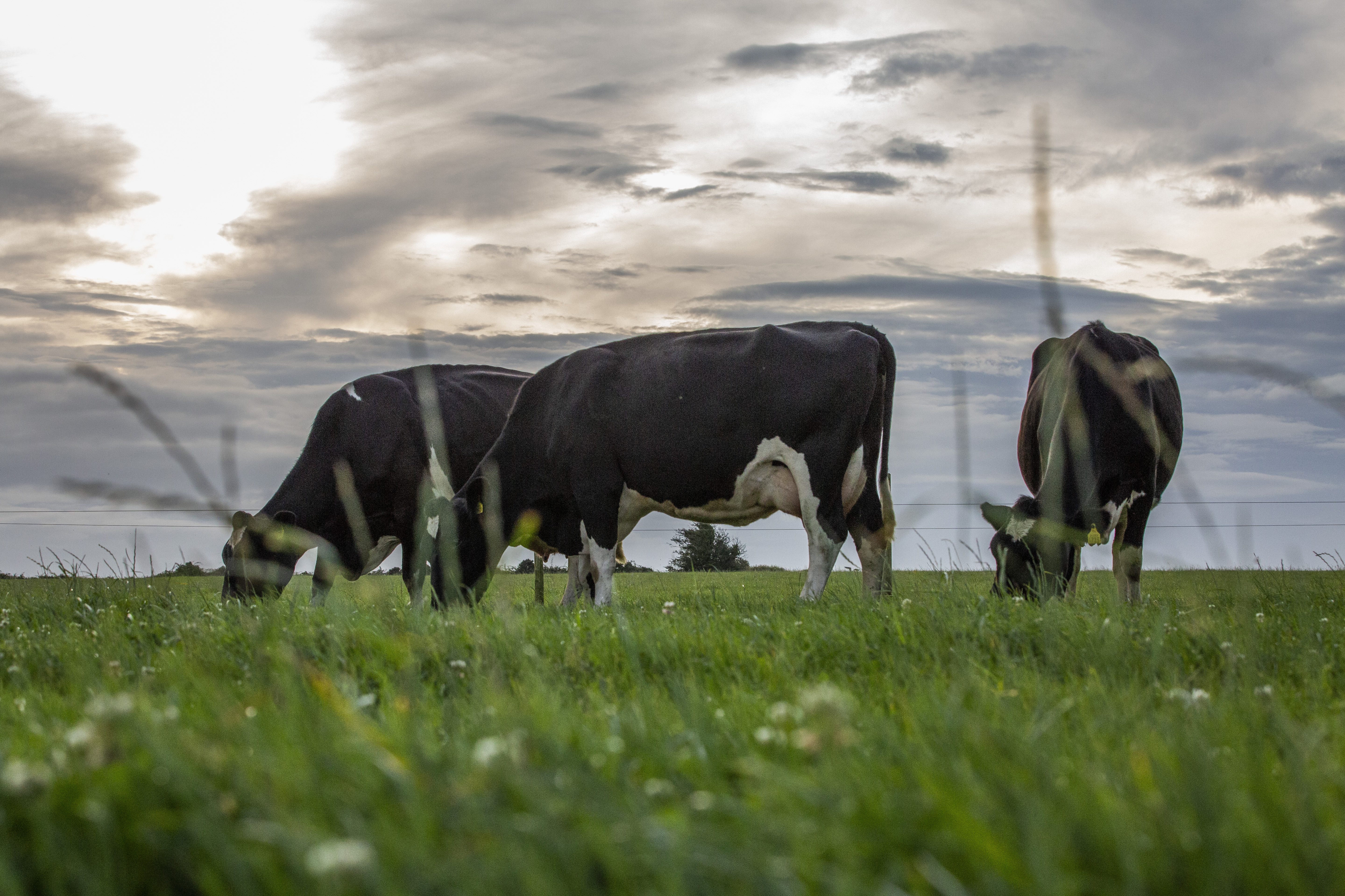 New NDC Spotlight Series on securing the future of Irish dairy