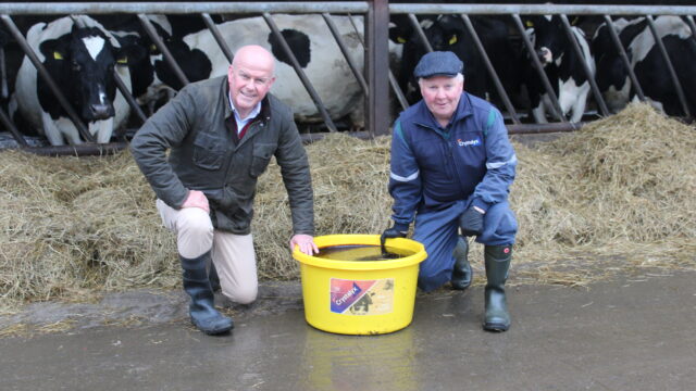 Unveiling the impact of supplements in spring calving