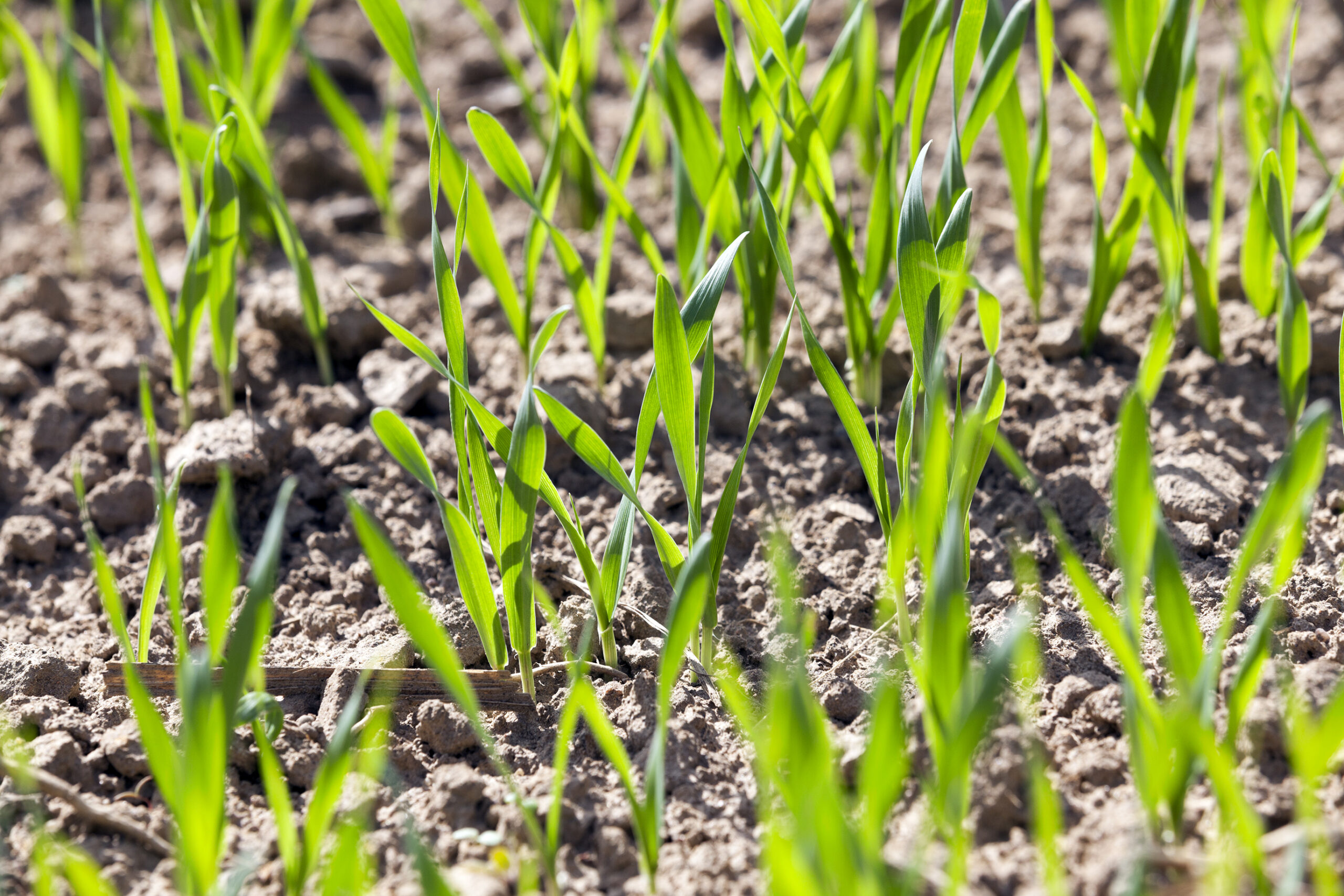 Terra Range Series: A practical solution to reduce nitrogen levels - Vimarsana News