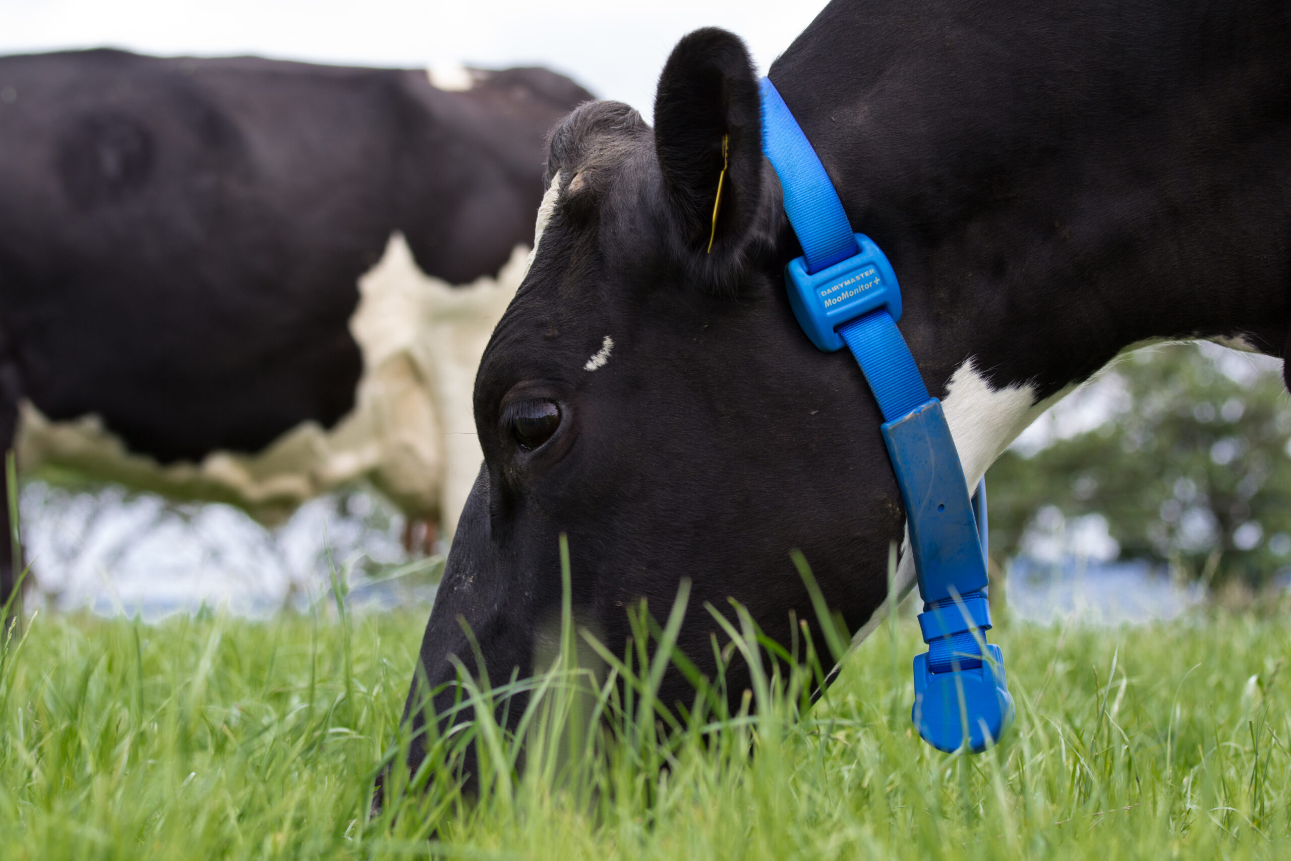 A new generation of fertility management for Irish dairy farmers