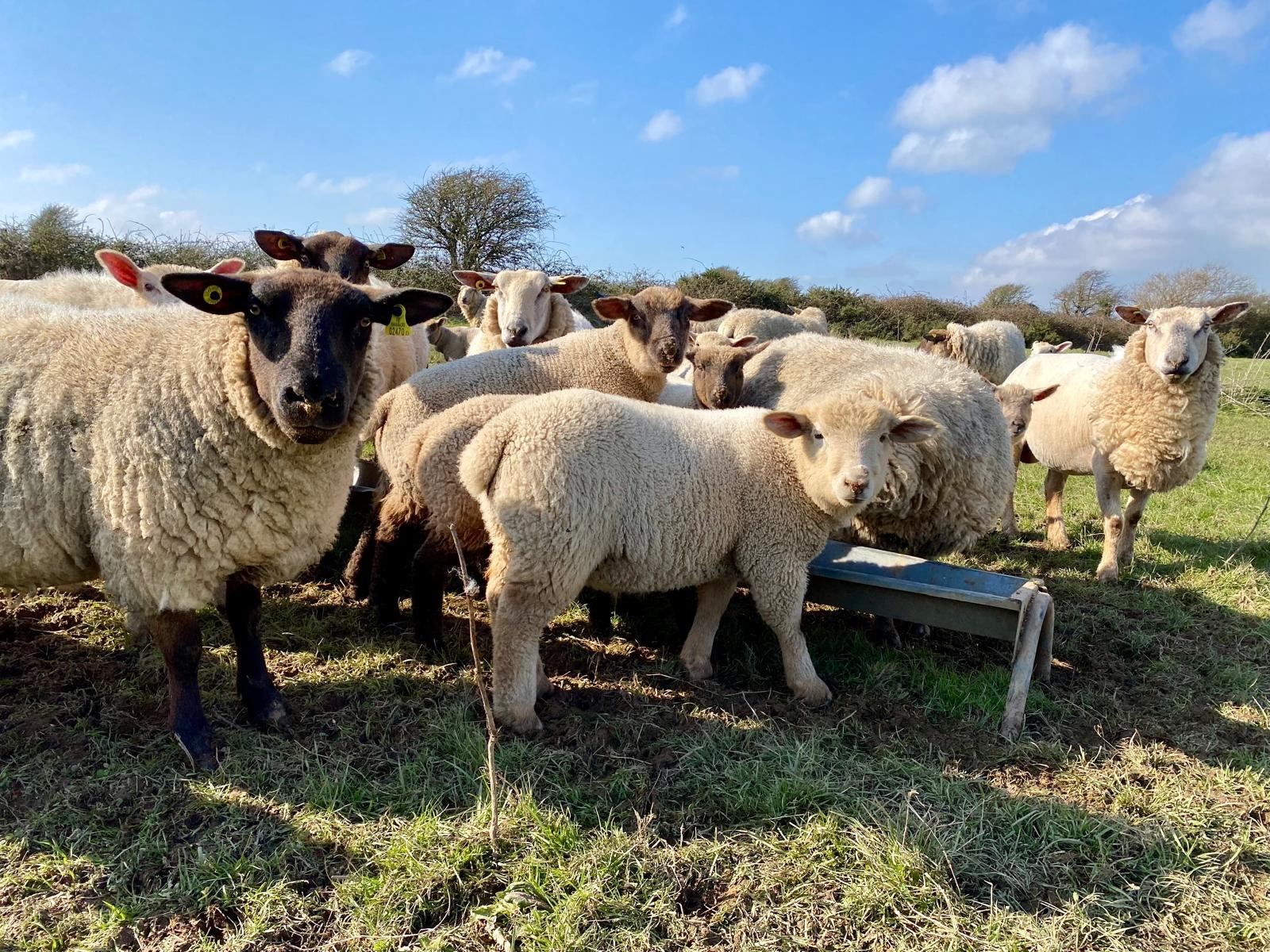 New National Sheep Welfare Scheme To Open In Early April Agriland ie