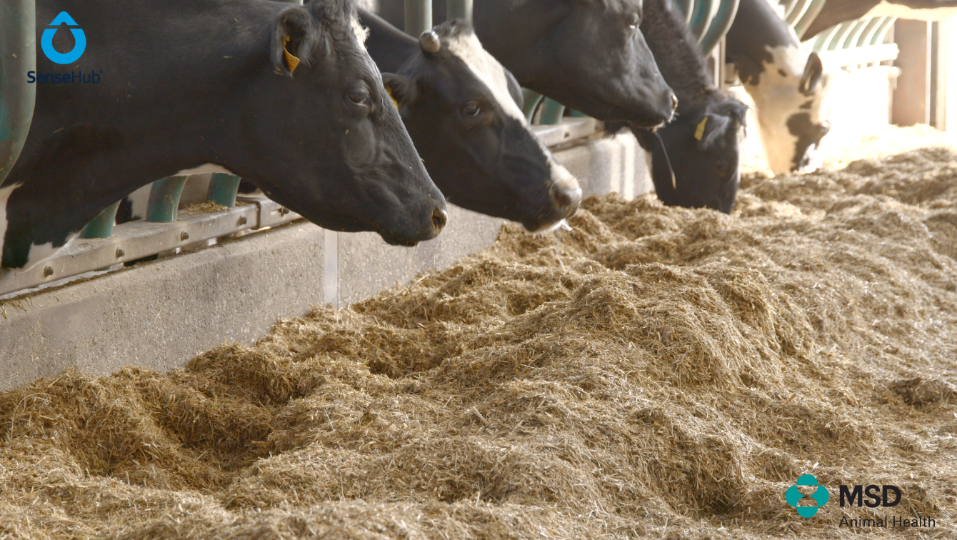 Partners in Reproduction Series: Pre-breeding management on dairy farms
