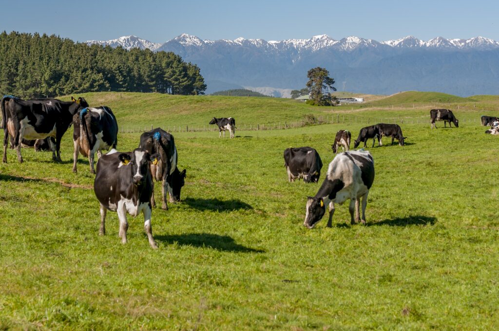 Cows grazing in a field in New Zealand
