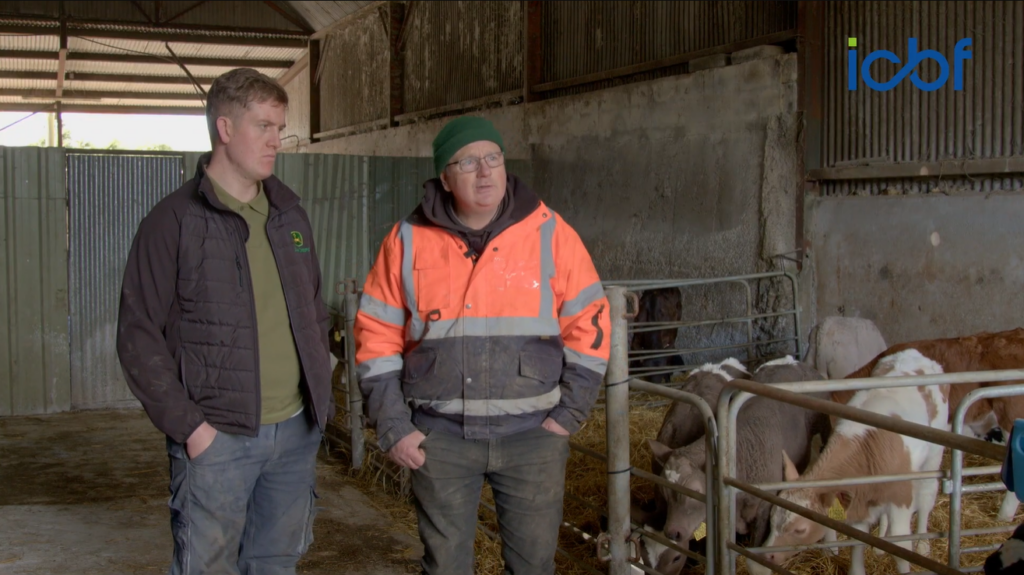 Commercial Beef Value Series: Watch - high CBV calves in Limerick - Vimarsana News