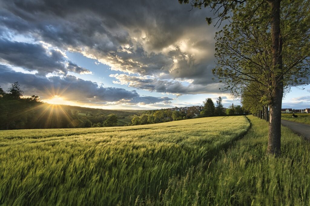 Cereals growing in a field