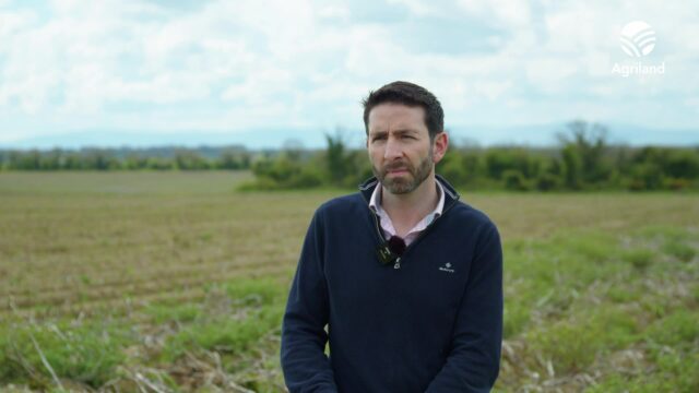 Video: Impacts of potato shortage to continue into next season