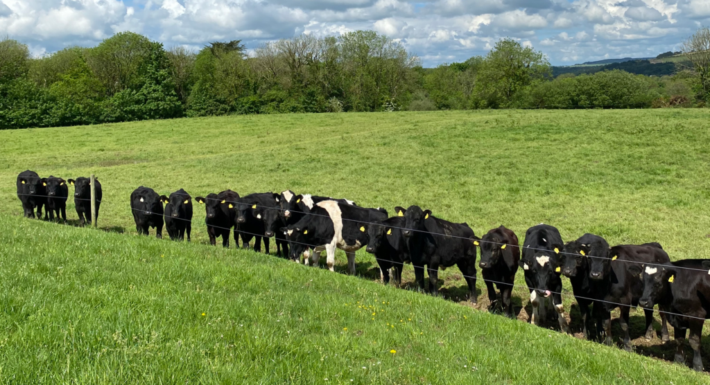 ABP Monitor Farms: Update from Cork dairy and beef farm - Vimarsana News