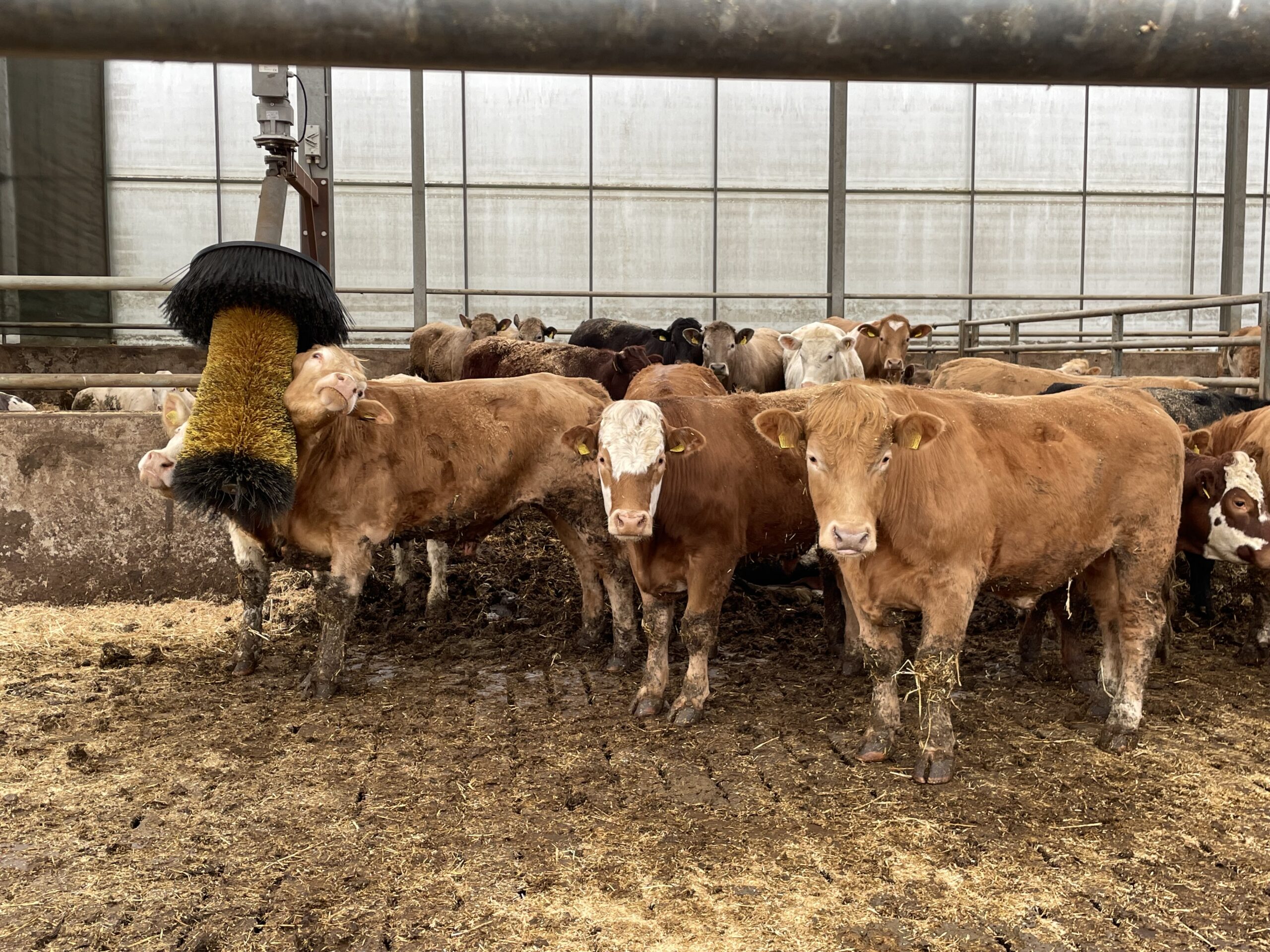 This week's factory quotes sees the top beef-price offerings from last week remain available despite a number of outlets...