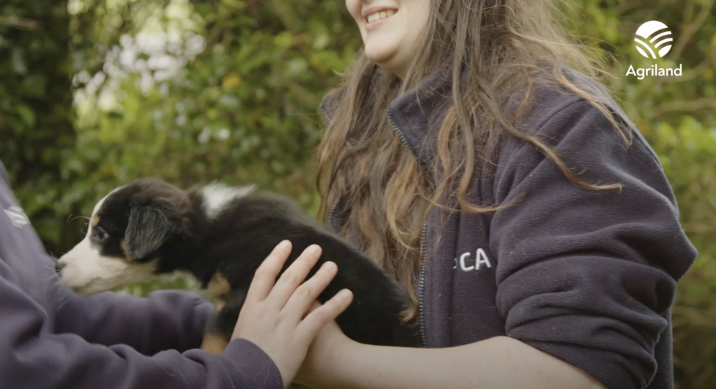Watch: ISPCA marks 75 years of protecting Ireland's animals - Vimarsana News
