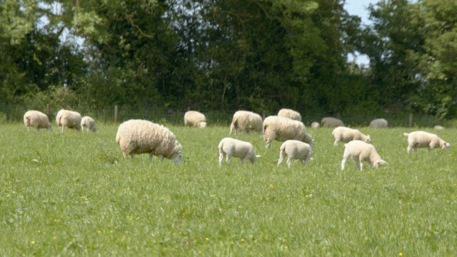 Agriland and Elanco launch 'Flock Forwards, not Backwards' series