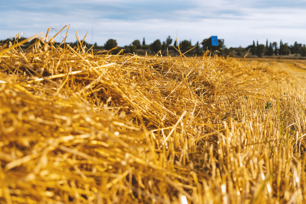 Field of yellow straw with combine in distance