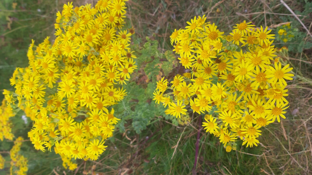 Ragwort growing outside Leinster House 'addressed' - DAFM - Agriland.ie