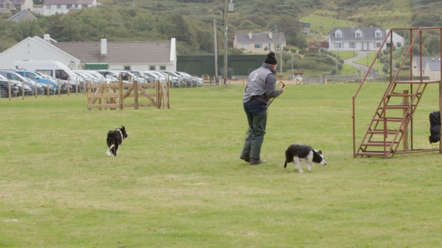 2024 Irish national sheep dog trials in Co Donegal