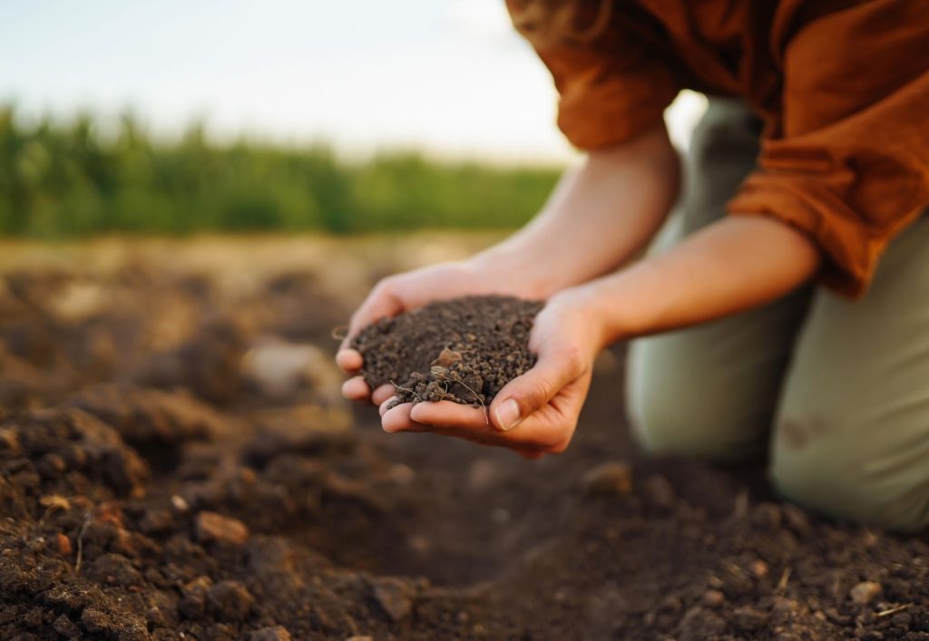 Person in a field holding soil in their hands