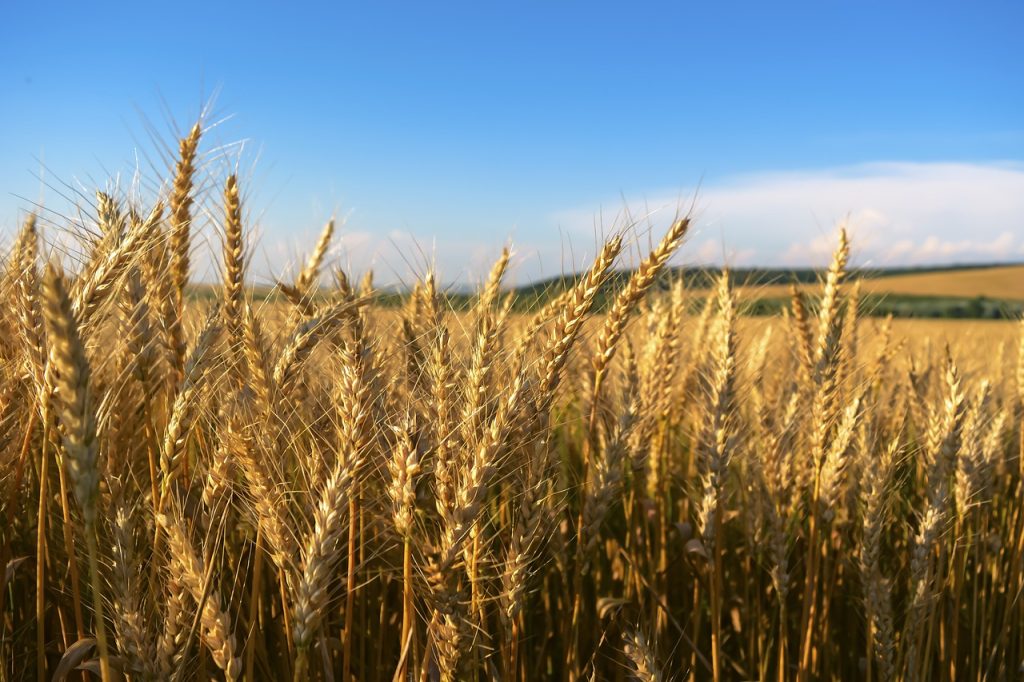 Wheat crop in Bulgaria