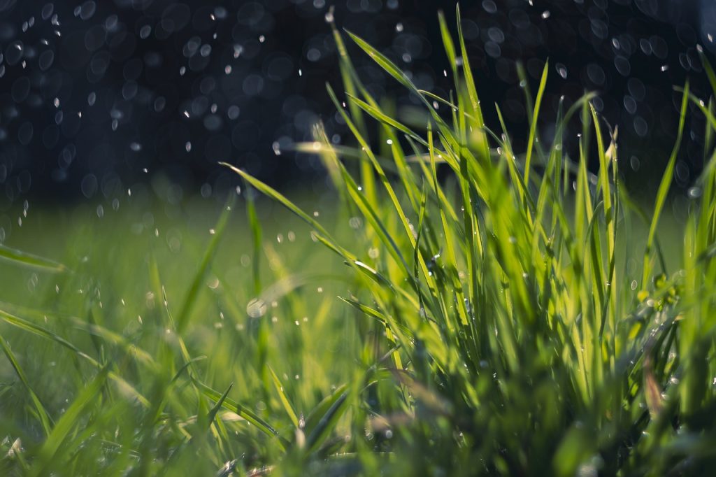 Grass in the rain