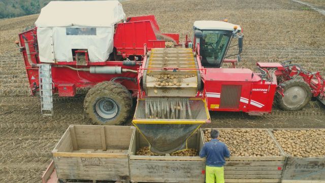 Find out about potato harvest 2024