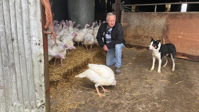 Turkey farming in the lead up to the busiest time of year’.