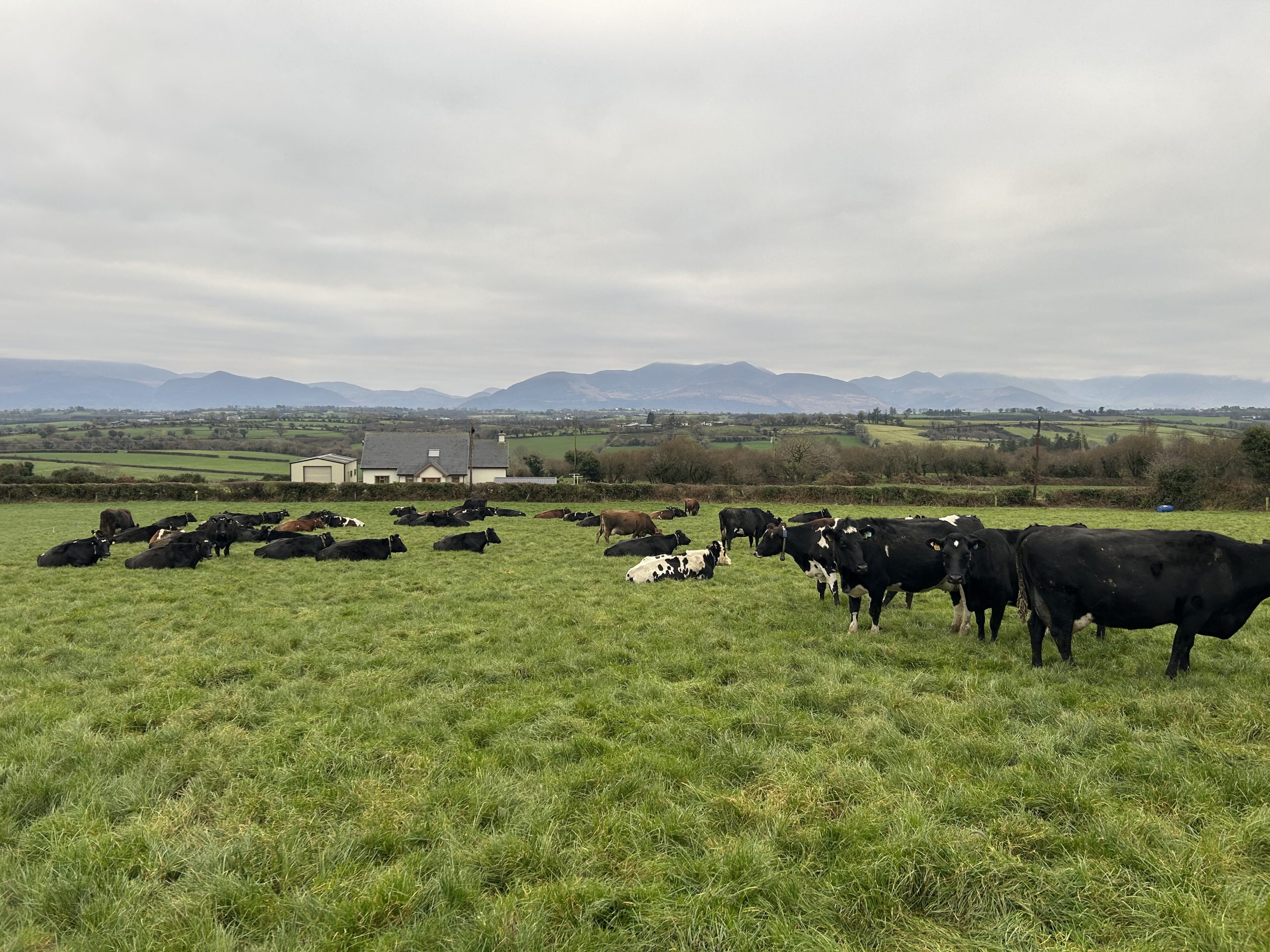 Agriland and LIC present new series focused on efficient breeding