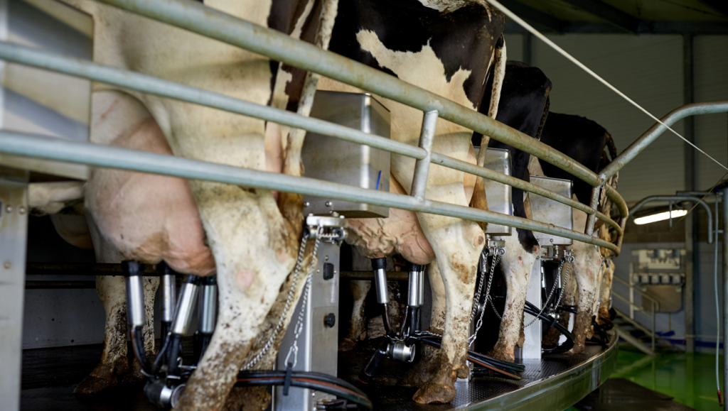 Farmers' cows in a milking parlour